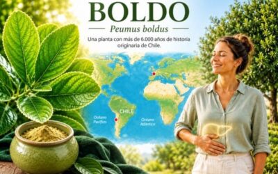 Beneficios del boldo para el hígado desde hace 6000 años hasta hoy